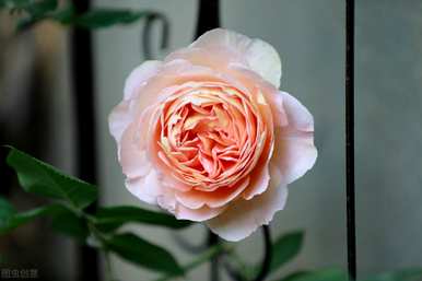 藤本玫瑰适合广东四季开花，藤本四季开花玫瑰有哪些？