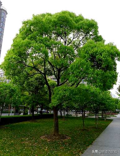 什么是常绿树和图片，什么是常绿树？