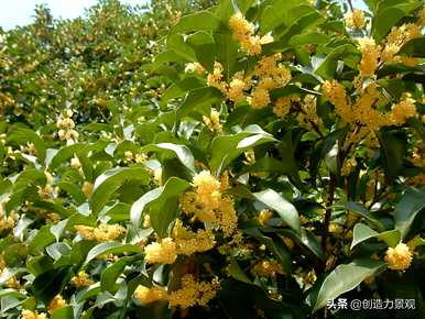 什么是常绿树和图片，什么是常绿树？
