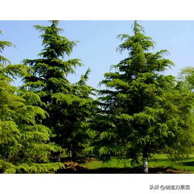 什么是常绿树和图片，什么是常绿树？