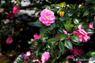 什么是常绿树和图片，什么是常绿树？