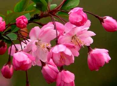 海棠花开花多久？海棠花怎么养才能开花？