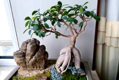 如何饲养人参榕树盆景？人参榕树盆景修剪视频