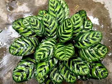 孔雀竹芋怎么养？孔雀竹芋有毒吗？