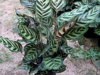 孔雀竹芋怎么养？孔雀竹芋有毒吗？