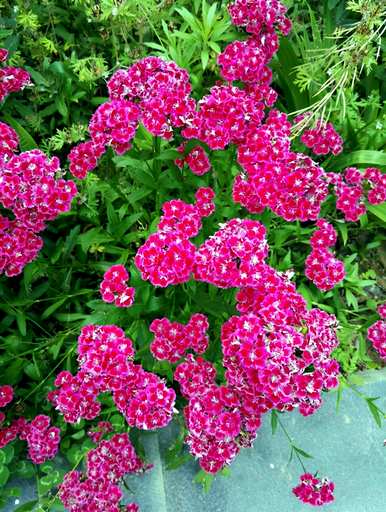 什么是石竹花语，初吻石竹花语？