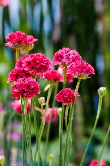 什么是石竹花语，初吻石竹花语？