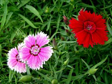 什么是石竹花语，初吻石竹花语？