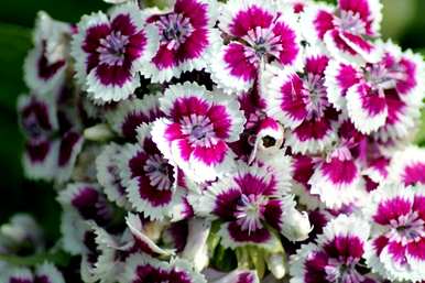 什么是石竹花语，初吻石竹花语？