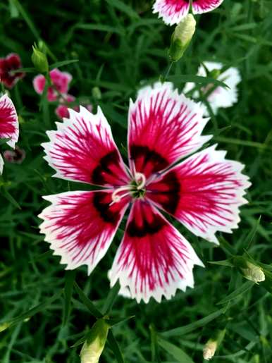 什么是石竹花语，初吻石竹花语？
