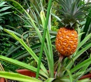 橡树和菠萝树哪个好养？菠萝树怎么养？