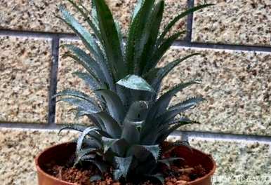 橡树和菠萝树哪个好养？菠萝树怎么养？