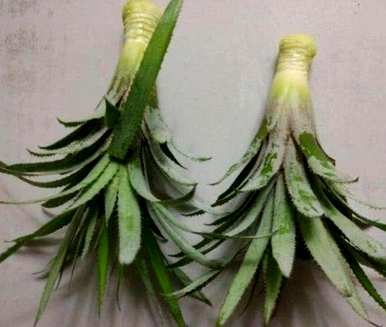 橡树和菠萝树哪个好养？菠萝树怎么养？