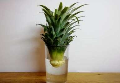 橡树和菠萝树哪个好养？菠萝树怎么养？