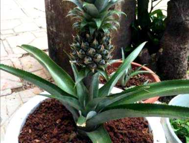 橡树和菠萝树哪个好养？菠萝树怎么养？