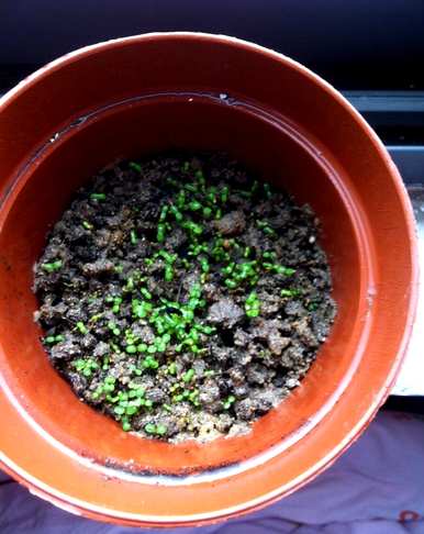 草莓种子的发芽条件，草莓种植需要什么条件？