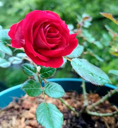 室内各种花卉的养殖技巧和方法，花卉的养殖技巧是什么？