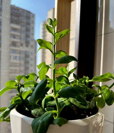 室内各种花卉的养殖技巧和方法，花卉的养殖技巧是什么？