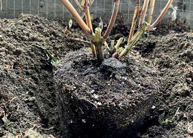 室内各种花卉的养殖技巧和方法，花卉的养殖技巧是什么？