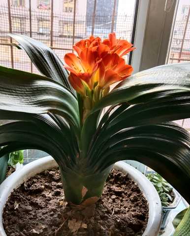 室内各种花卉的养殖技巧和方法，花卉的养殖技巧是什么？