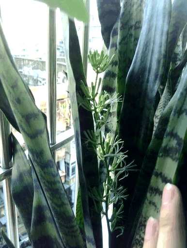 虎皮兰加点盐开花不再困难。虎皮兰怎么养才能开花？