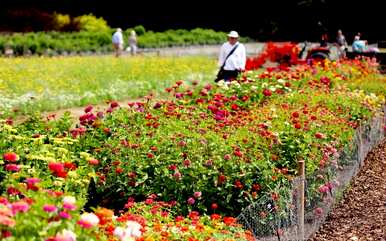 百日菊种子种植时间，为什么百日菊种子不饱满？