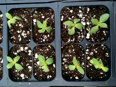 百日菊种子种植时间，为什么百日菊种子不饱满？