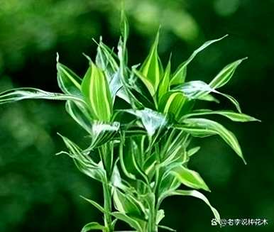 富贵竹有哪些品种，富贵竹有哪些品种名称？