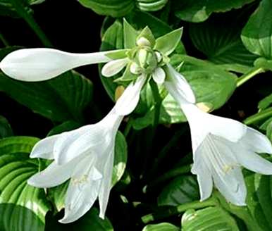 如何培育玉簪植物、花叶玉簪花的养殖方法及注意事项