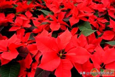 红背天鹅绒竹芋养殖方法及注意事项