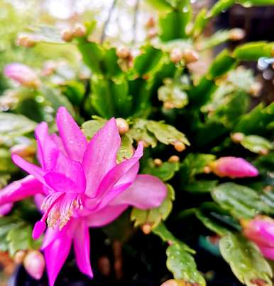 有哪些室内植物不喜欢阳光，有哪些室内花喜欢阳光？