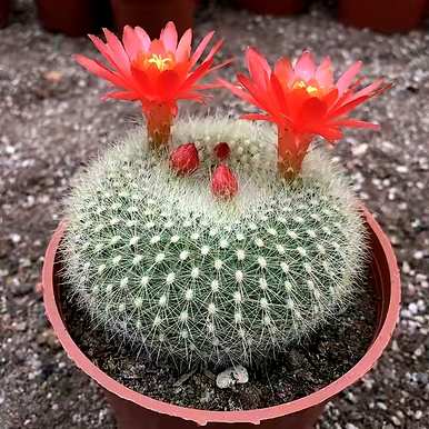 有哪些室内植物不喜欢阳光，有哪些室内花喜欢阳光？