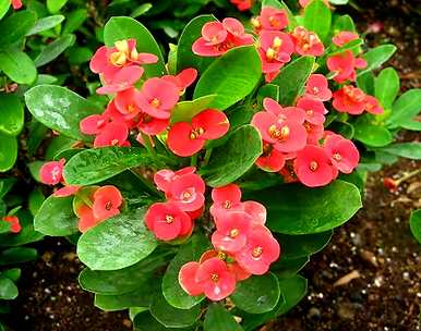 有哪些室内植物不喜欢阳光，有哪些室内花喜欢阳光？