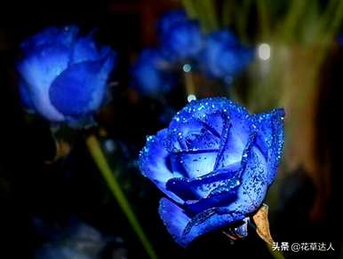 妖姬蓝玫瑰代表什么？蓝玫瑰叫妖姬代表什么意思？
