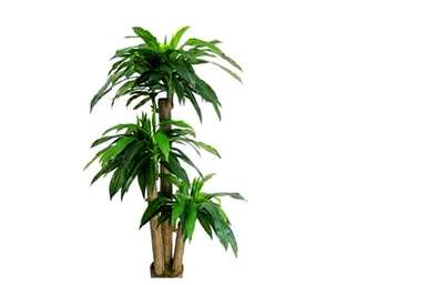 如何种植巴西木，如何种植巴西木