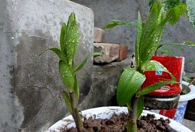 百合盆栽多少钱？如何种植百合盆栽？