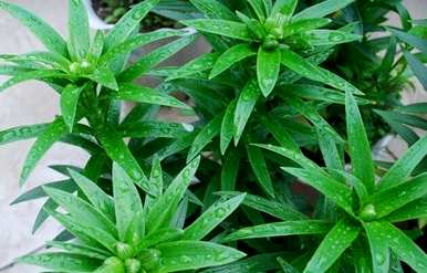 百合盆栽多少钱？如何种植百合盆栽？