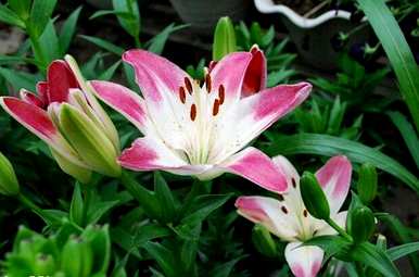 百合盆栽多少钱？如何种植百合盆栽？