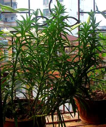 百合盆栽多少钱？如何种植百合盆栽？