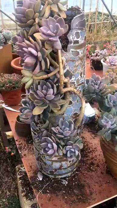 多肉花的种类名称是什么，多肉花的种类和特点是什么