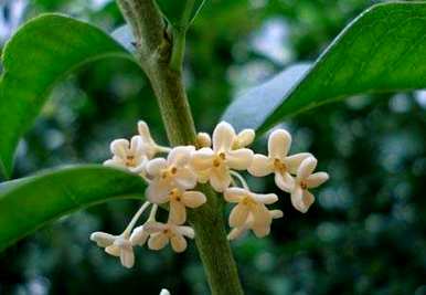 什么桂花一年四季开花，什么桂花一年四季开花？