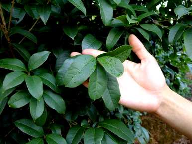什么桂花一年四季开花，什么桂花一年四季开花？