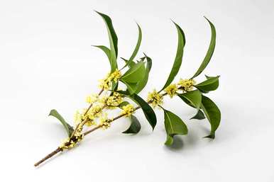 什么桂花一年四季开花，什么桂花一年四季开花？