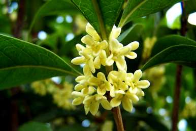 什么桂花一年四季开花，什么桂花一年四季开花？