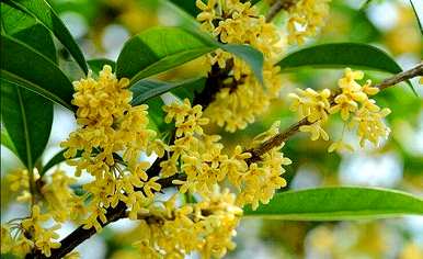 什么桂花一年四季开花，什么桂花一年四季开花？