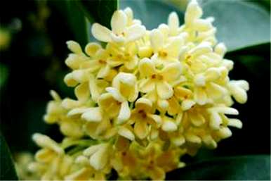 什么桂花一年四季开花，什么桂花一年四季开花？