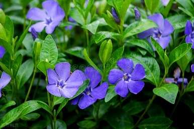 哪些花容易养活，四季开花，四季开花的花是什么？