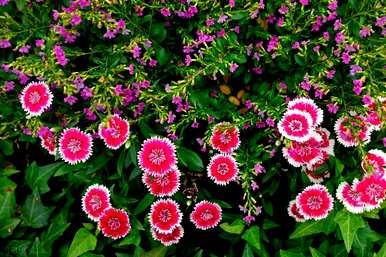 哪些花容易养活，四季开花，四季开花的花是什么？