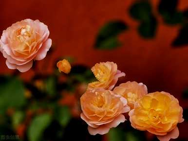 哪些花容易养活，四季开花，四季开花的花是什么？