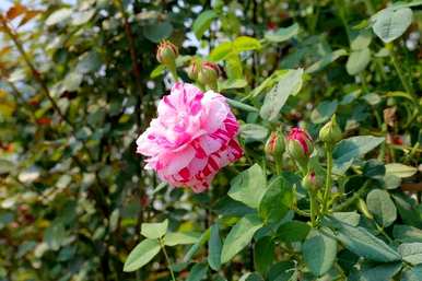 哪些花容易养活，四季开花，四季开花的花是什么？